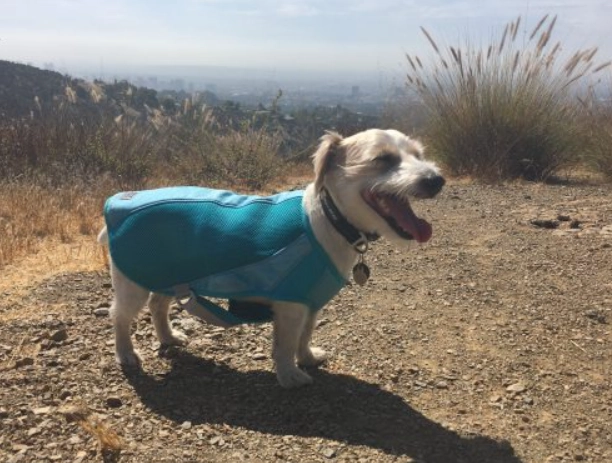 dog overheating symptoms dog overheating symptoms