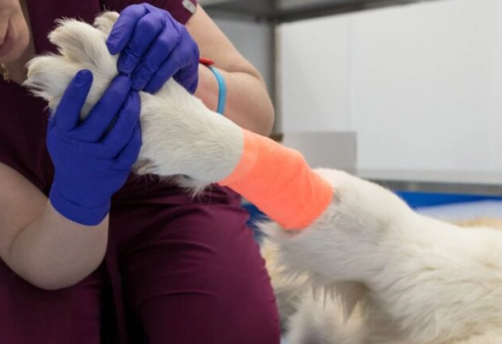 dog bee sting paw treatment dog bee sting paw treatment