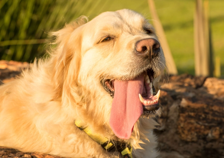 heat exhaustion dogs treatment heat exhaustion dogs treatment
