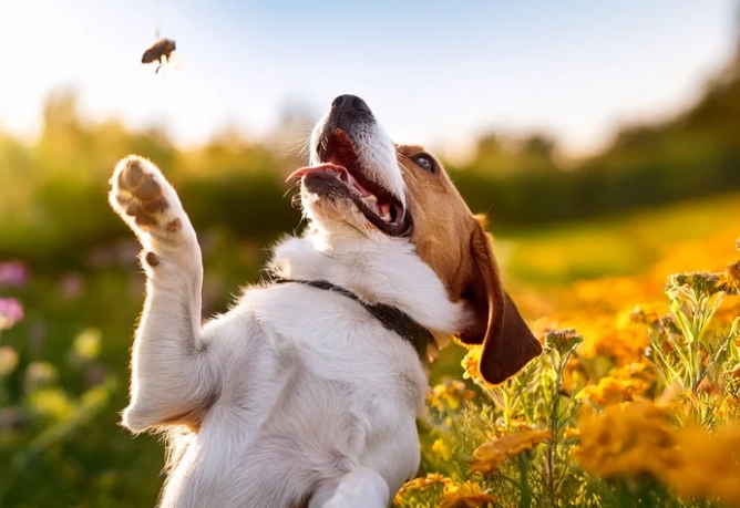 bee sting on dog paw bee sting on dog paw