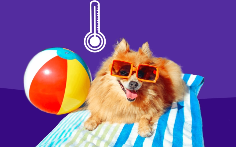 dog overheating symptoms dog overheating symptoms