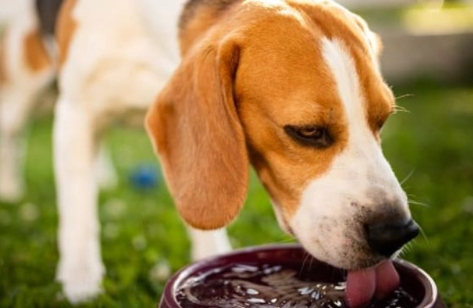 signs of heat stroke in dogs signs of heat stroke in dogs
