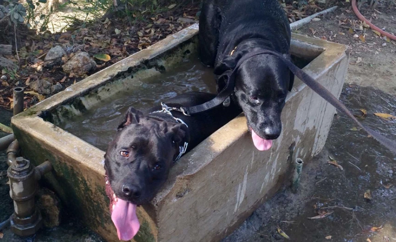 Heat exhaustion dogs treatment