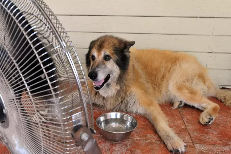 signs of heat stroke in dogs signs of heat stroke in dogs