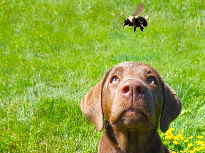 dog bee sting paw treatment dog bee sting paw treatment