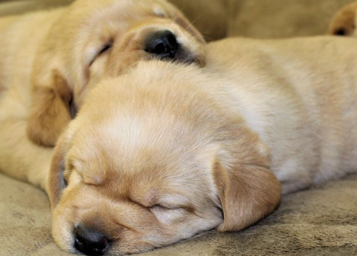 mild heat stroke in dogs mild heat stroke in dogs