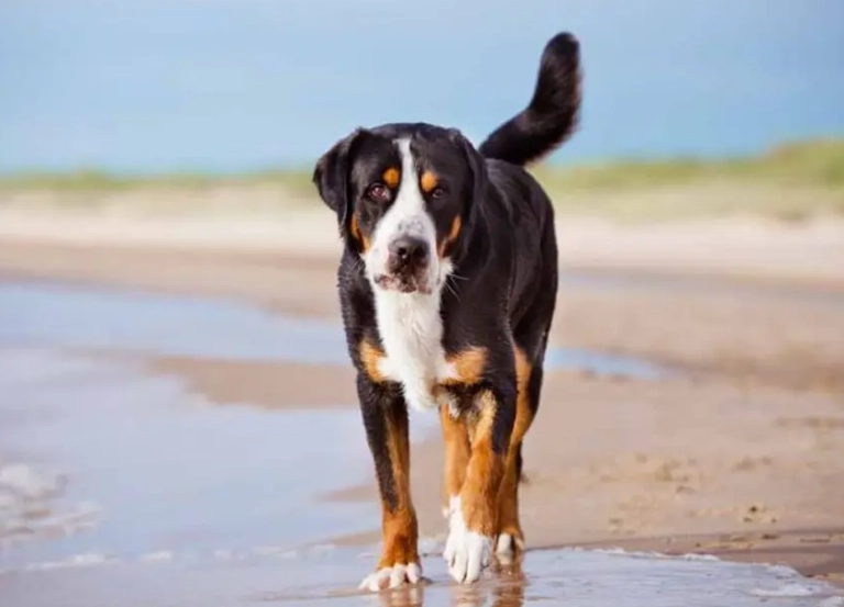 Heat exhaustion dogs symptoms