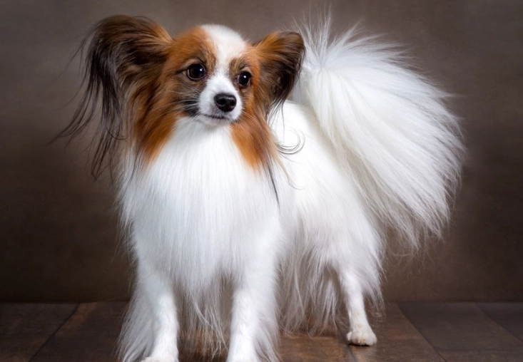 treating mild heat stroke at home treating mild heat stroke at home