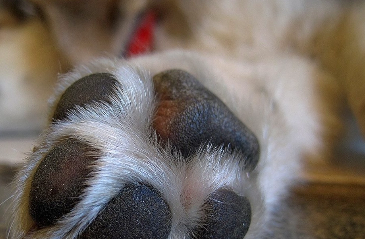 dog limping after bee sting dog limping after bee sting