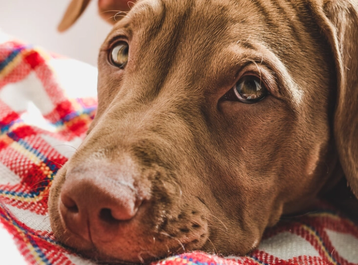 heat stroke in dogs treatment heat stroke in dogs treatment