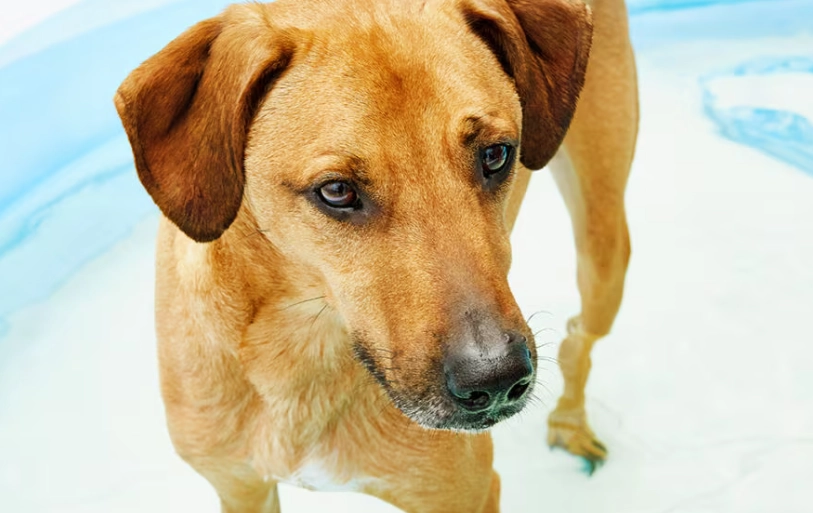 heat stroke in dogs treatment heat stroke in dogs treatment