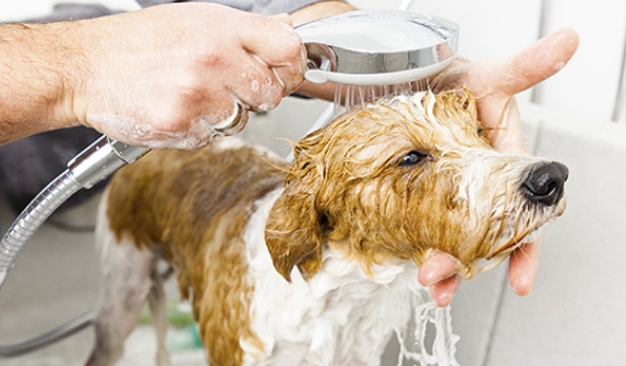 dog overheating treatment dog overheating treatment