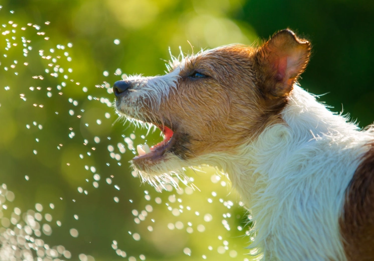 dog overheating treatment dog overheating treatment