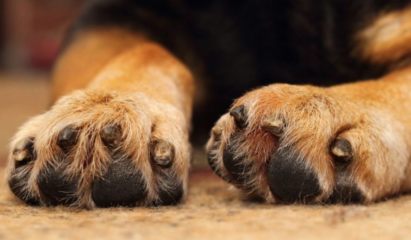 bee sting on dog paw bee sting on dog paw