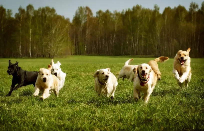 dog overheating signs dog overheating signs