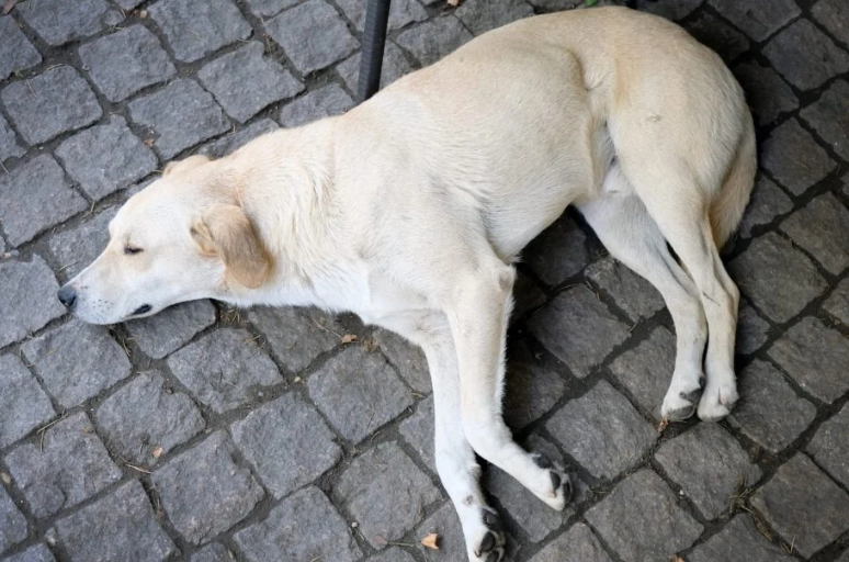 heat exhaustion in dogs heat exhaustion in dogs