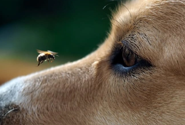 dog stung by bee face swollen dog stung by bee face swollen