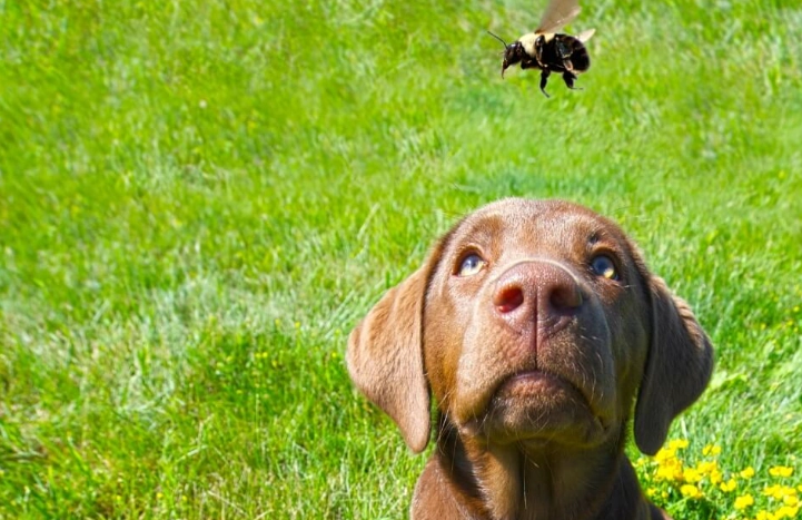 bee sting on dog bee sting on dog