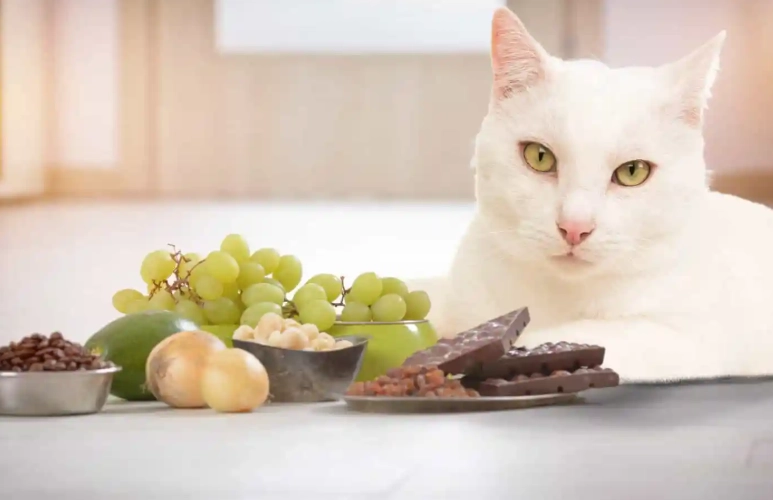 cranberries toxic to cats cranberries toxic to cats