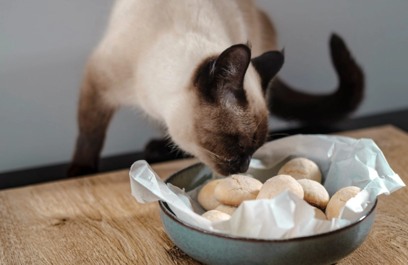 cranberries toxic to dogs cranberries toxic to dogs