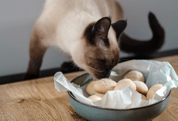 human foods toxic to cats
