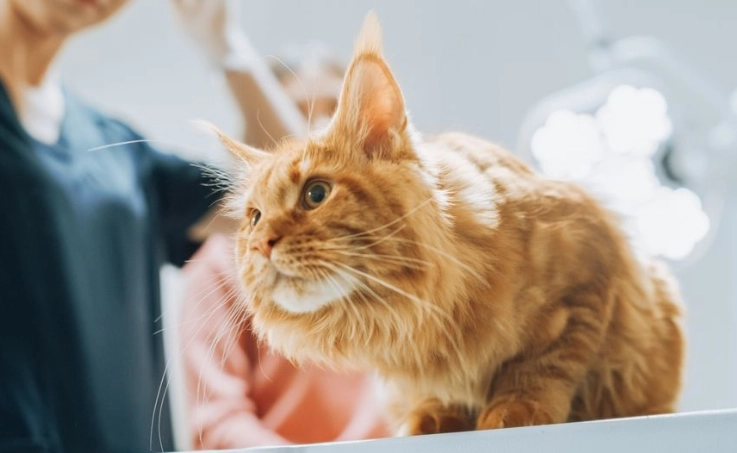 cat urinary tract health cat urinary tract health