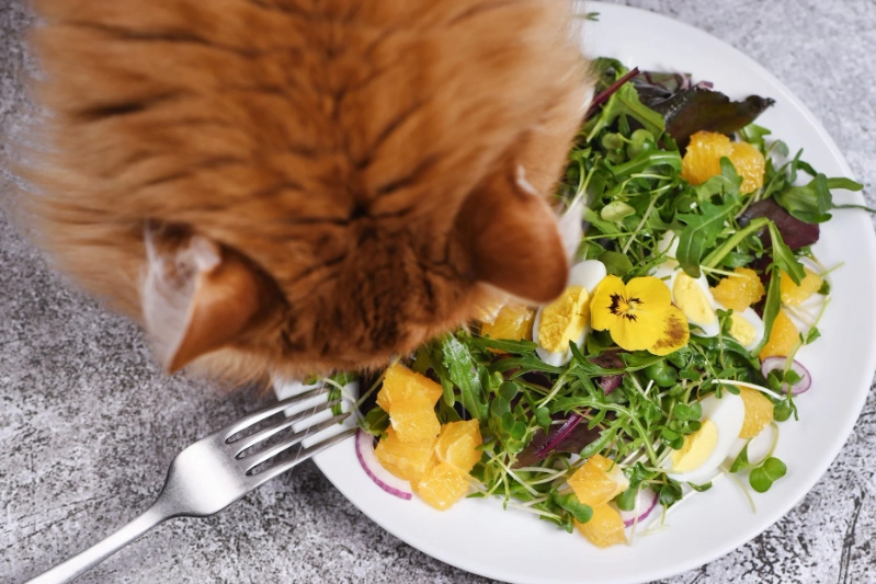 foods cats can't eat