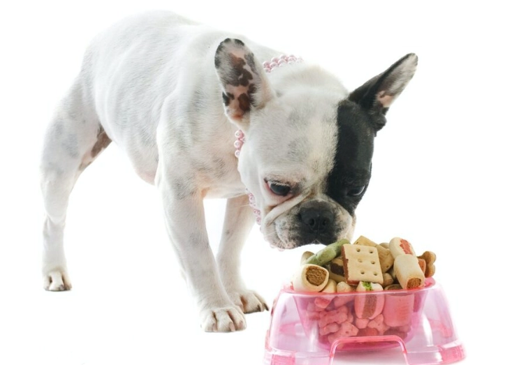 human foods toxic to cats