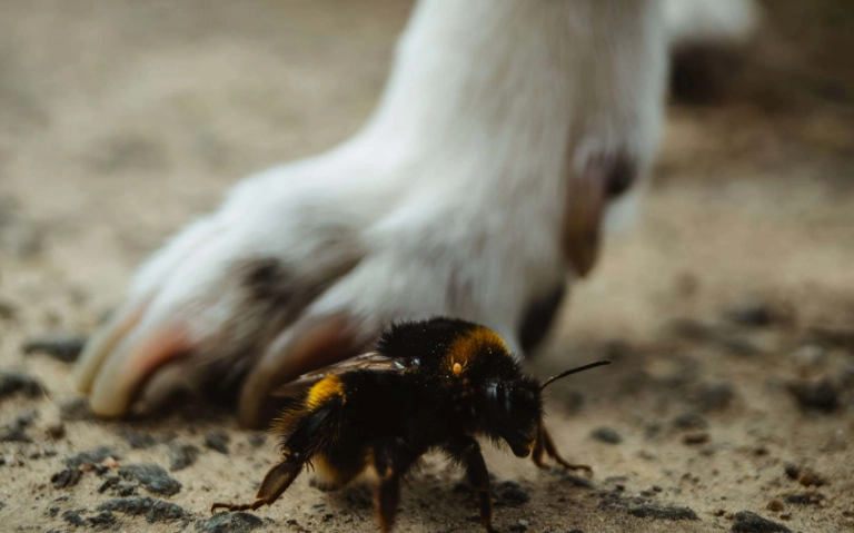 Dog stung by bee can t find stinger