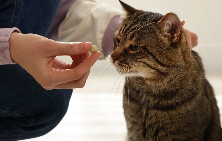 cranberry pills for cats cranberry pills for cats