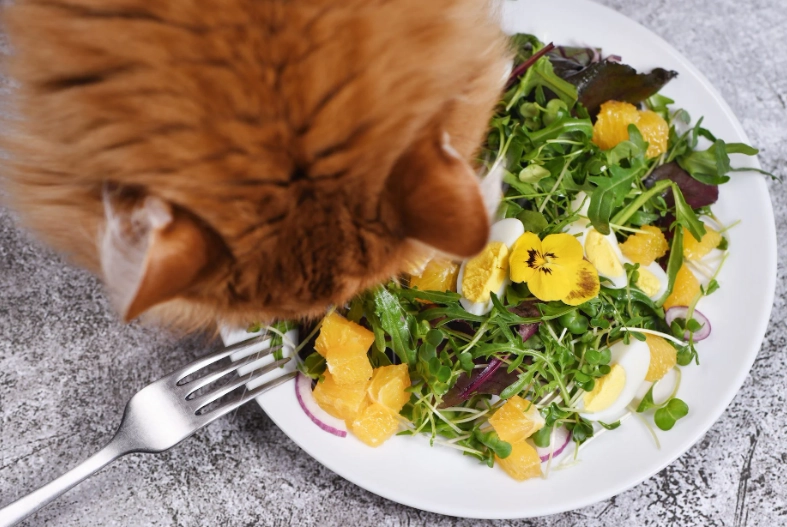 cranberries toxic to cats cranberries toxic to cats