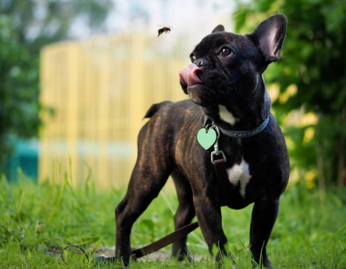 bee sting on dog bee sting on dog