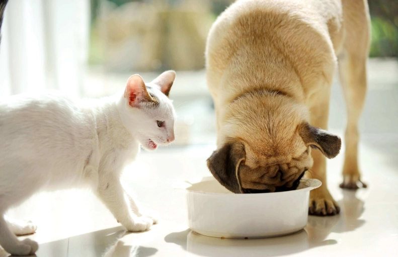 cat poisoning symptoms