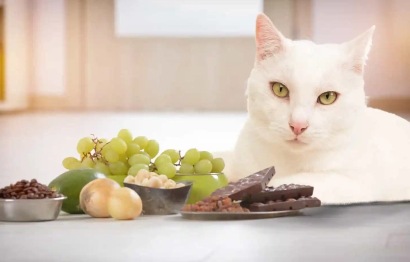 cat poisoning symptoms