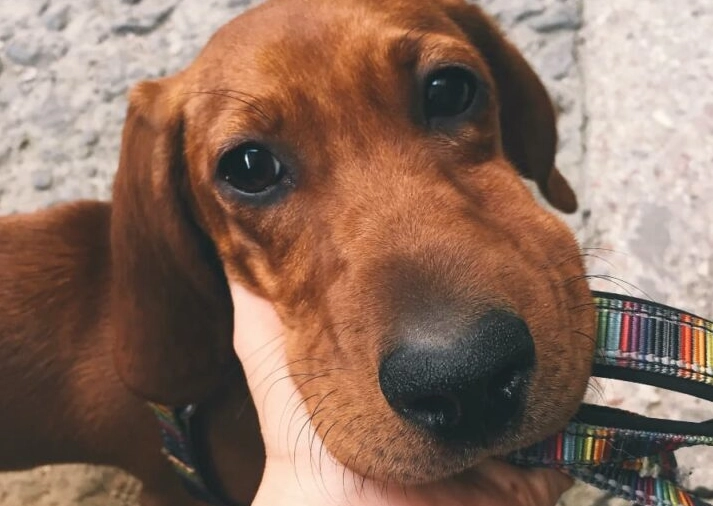 dog stung by bee what to do dog stung by bee what to do