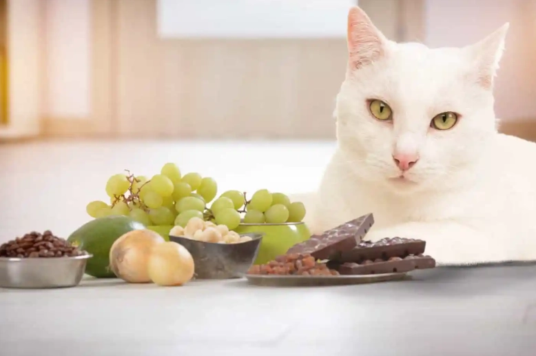 pet safe fruits pet safe fruits