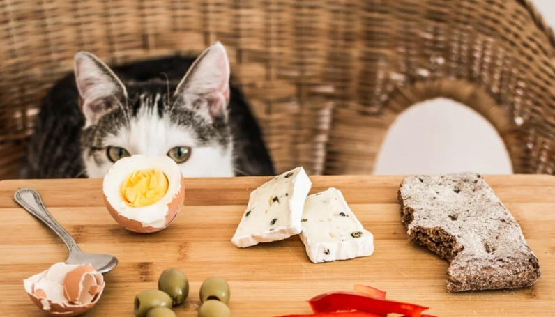 human foods toxic to cats