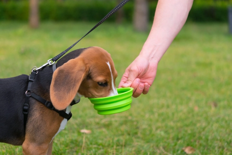 dog overheating symptoms