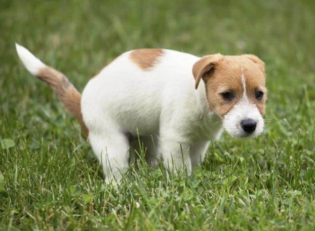 mucus in dog stool mucus in dog stool
