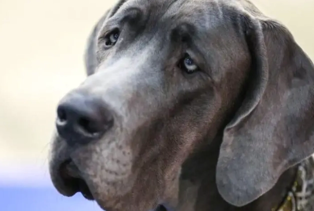 Dog has diarrhea with mucus but acting normal