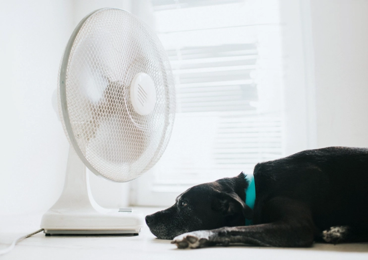 canine heat stroke treatment