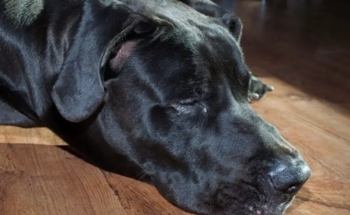 dog diarrhea with mucus dog diarrhea with mucus