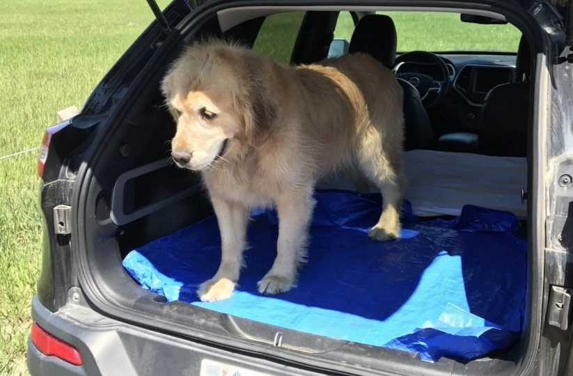 dog acting normal but has diarrhea dog acting normal but has diarrhea