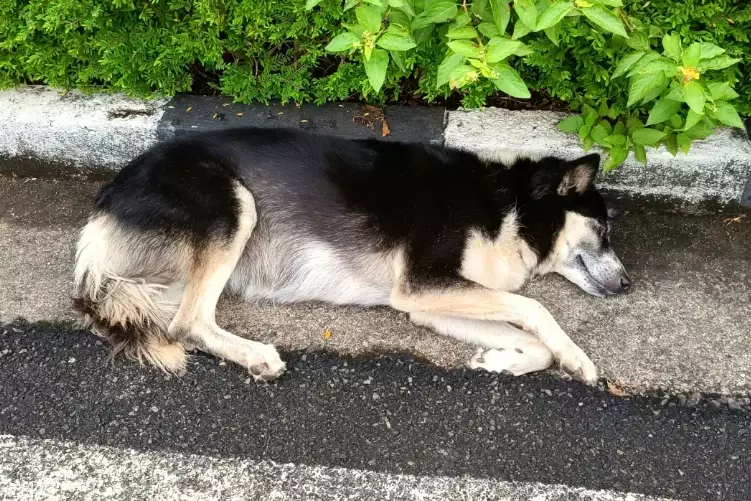 canine heat stroke treatment