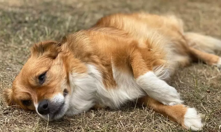 dog overheating symptoms