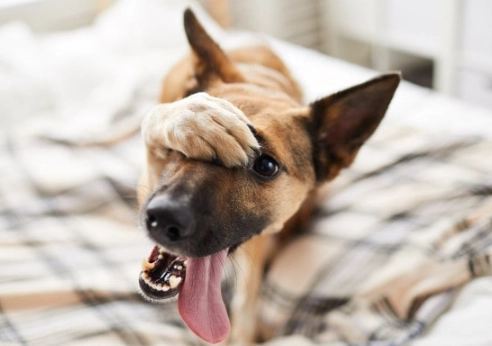 mucus in dog stool mucus in dog stool