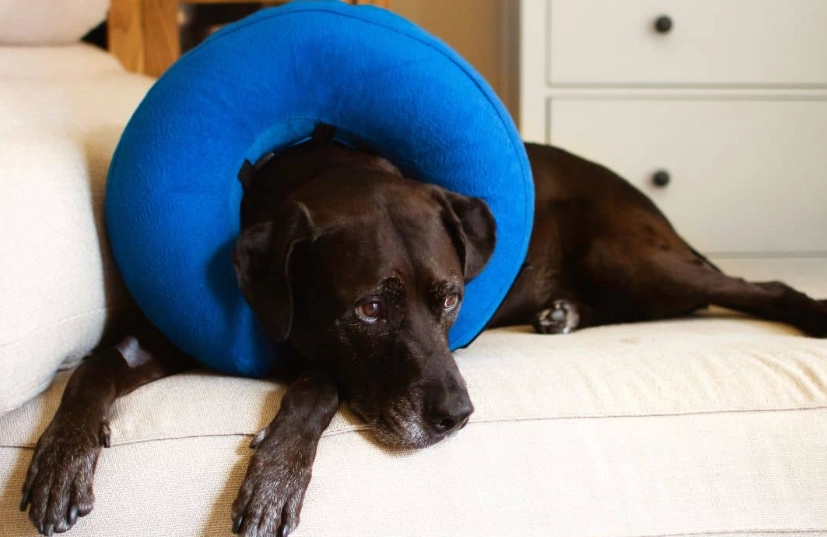 dog neck injury cone alternative