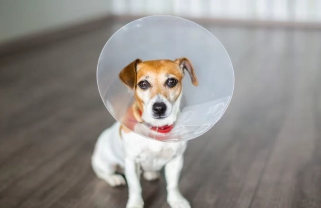 post surgery dog collar post surgery dog collar
