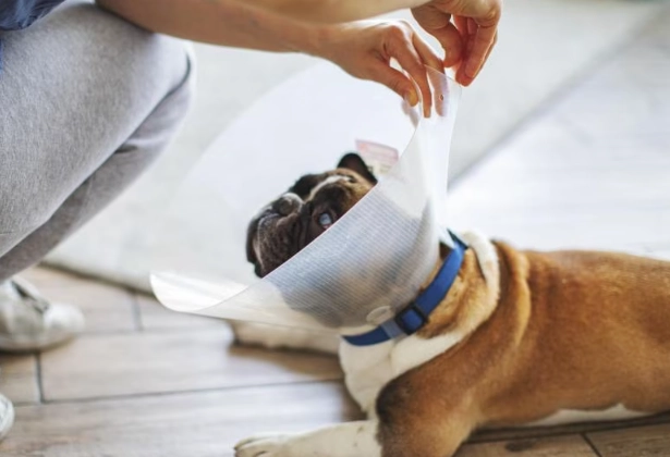 Dog Recovery Cone