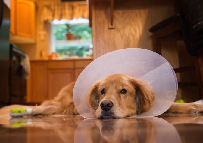 inflatable dog collar